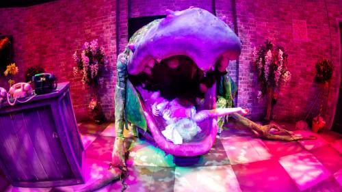 Video thumbnail for Little Shop of Horrors